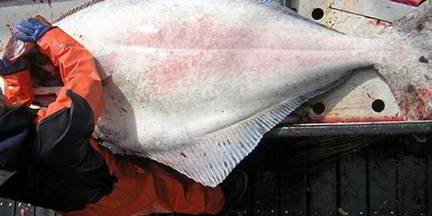 Pacific Halibut