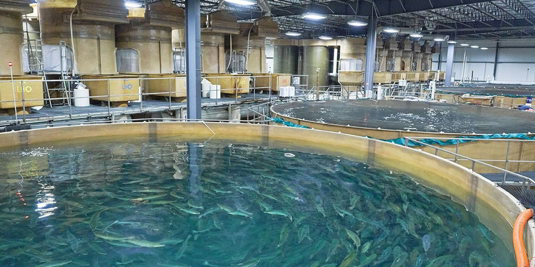 GM farmed salmon producer AquaBounty announces $56.7 million public ...