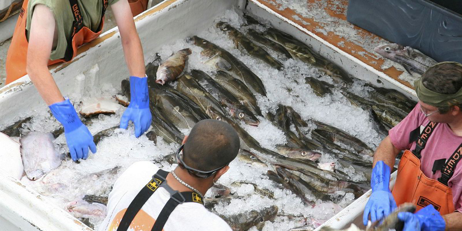 Hinchinbrook Electronic Fish Measuring Board - Center for Fisheries  Technology and Collaboration