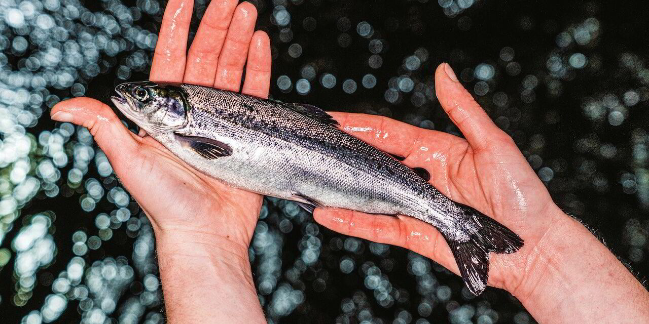 Scottish salmon farmer revamps hatchery; boosts smolt capacity by 300,000