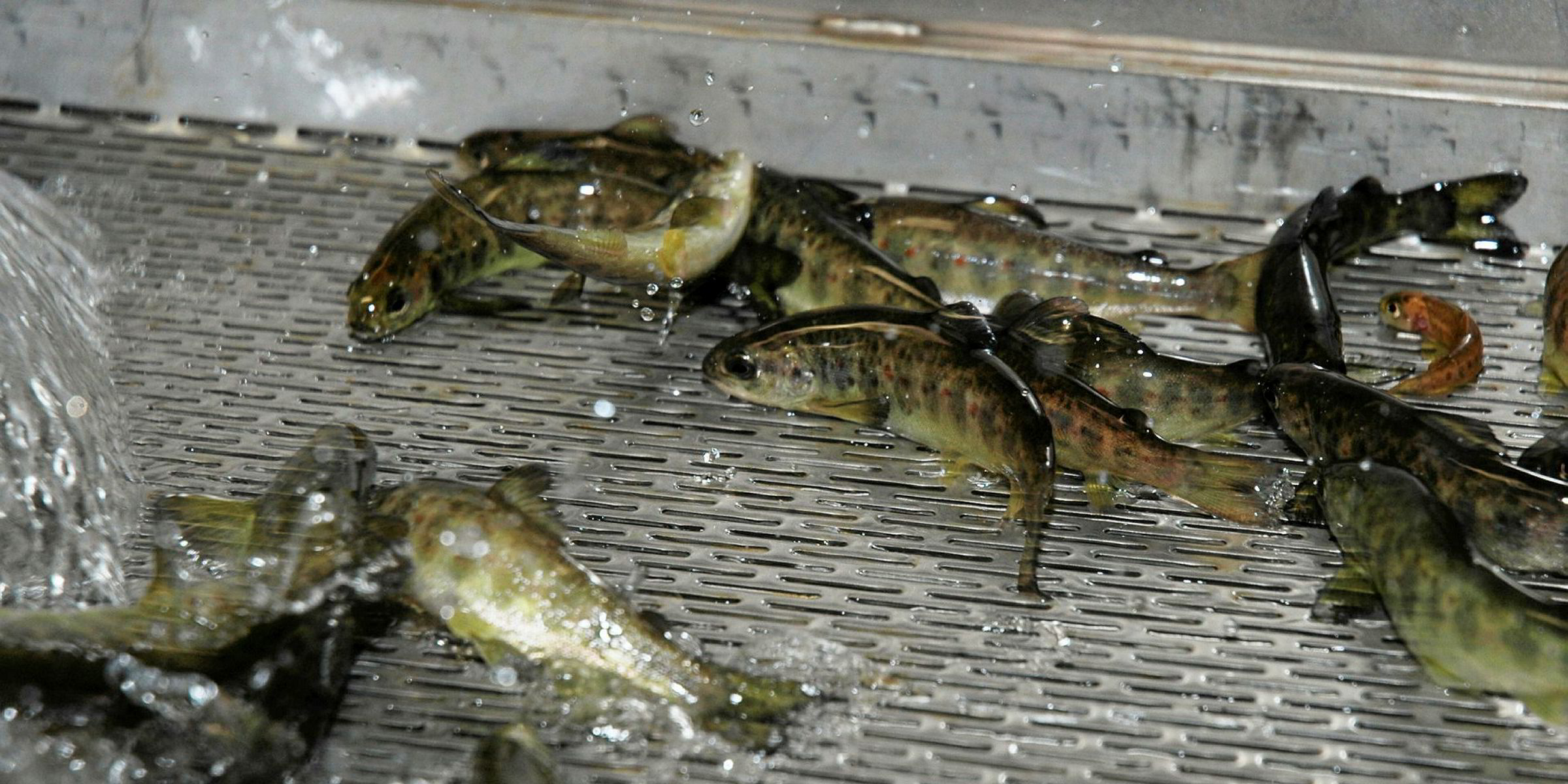 20,000 smolt escape at Norwegian salmon hatchery