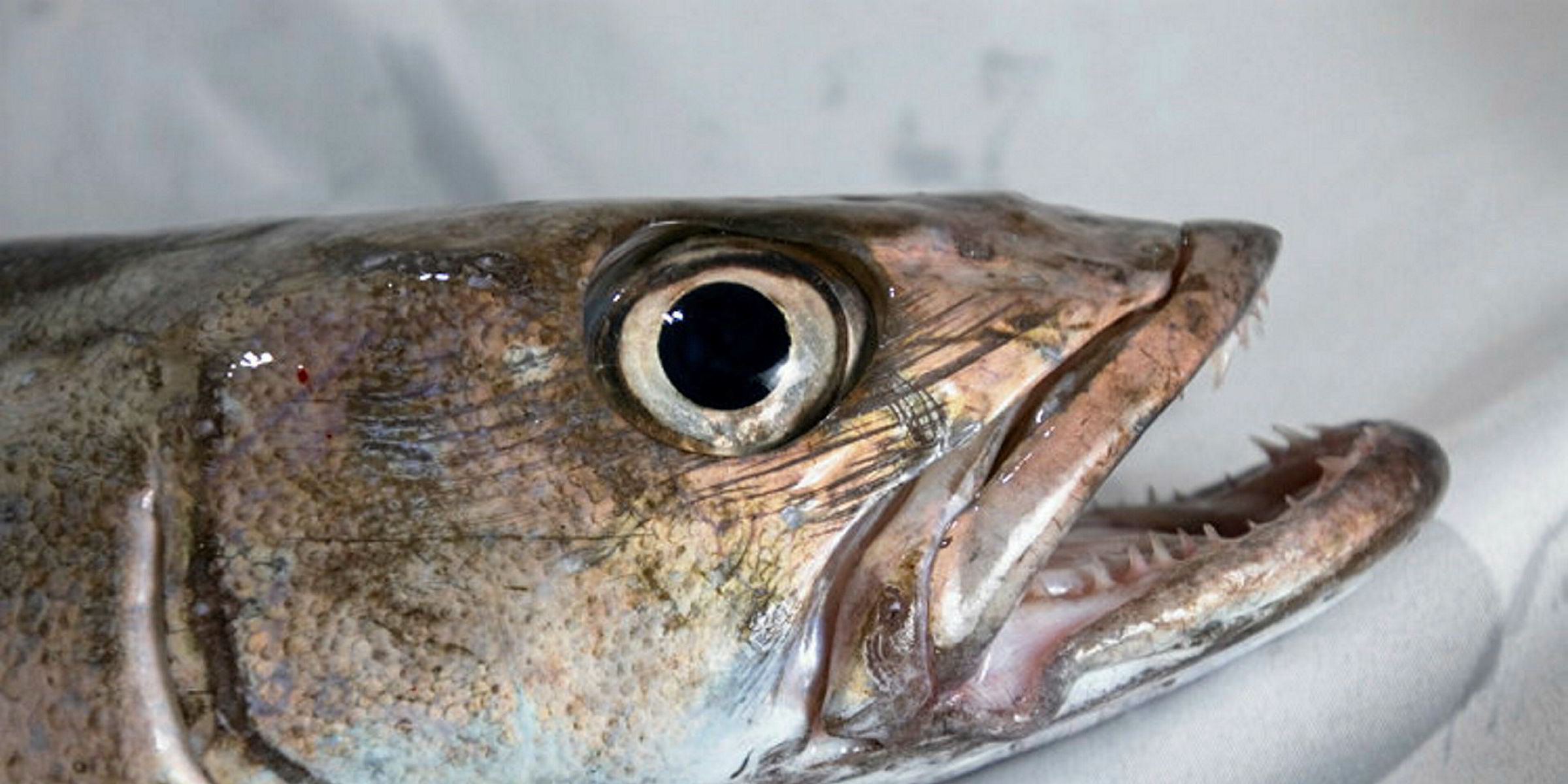 Australian toothfish fishery gets recertified | Intrafish