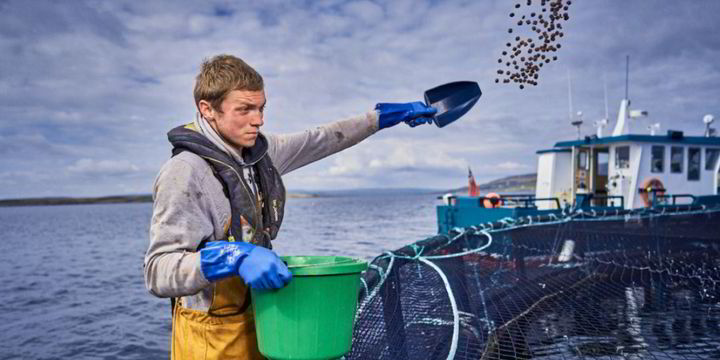 Scottish salmon farmers achieve record yields, but global market share continues to shrink