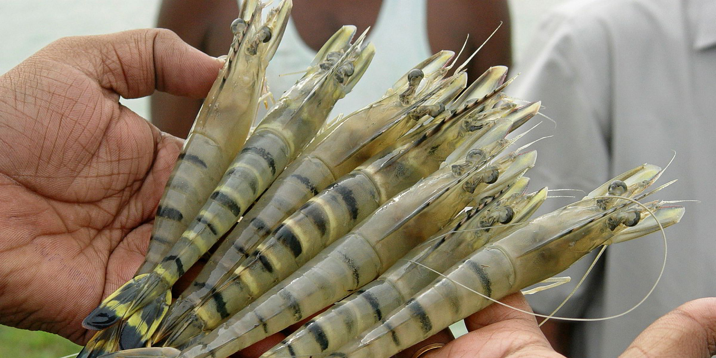 India's multispecies hatchery opens in Kerala Intrafish