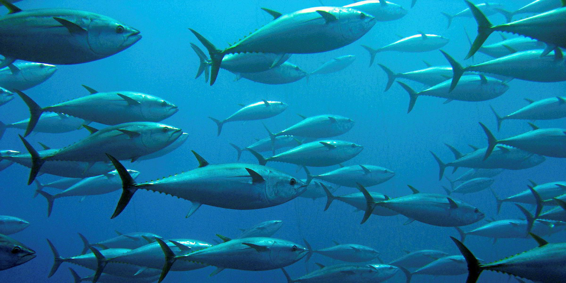 ISSF report shows more tuna stocks at 'healthy' levels