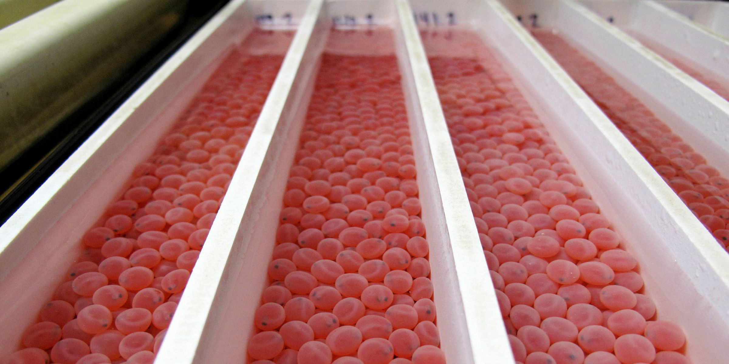 Aqua Spark Invests In Fish Farming Technologies IntraFish