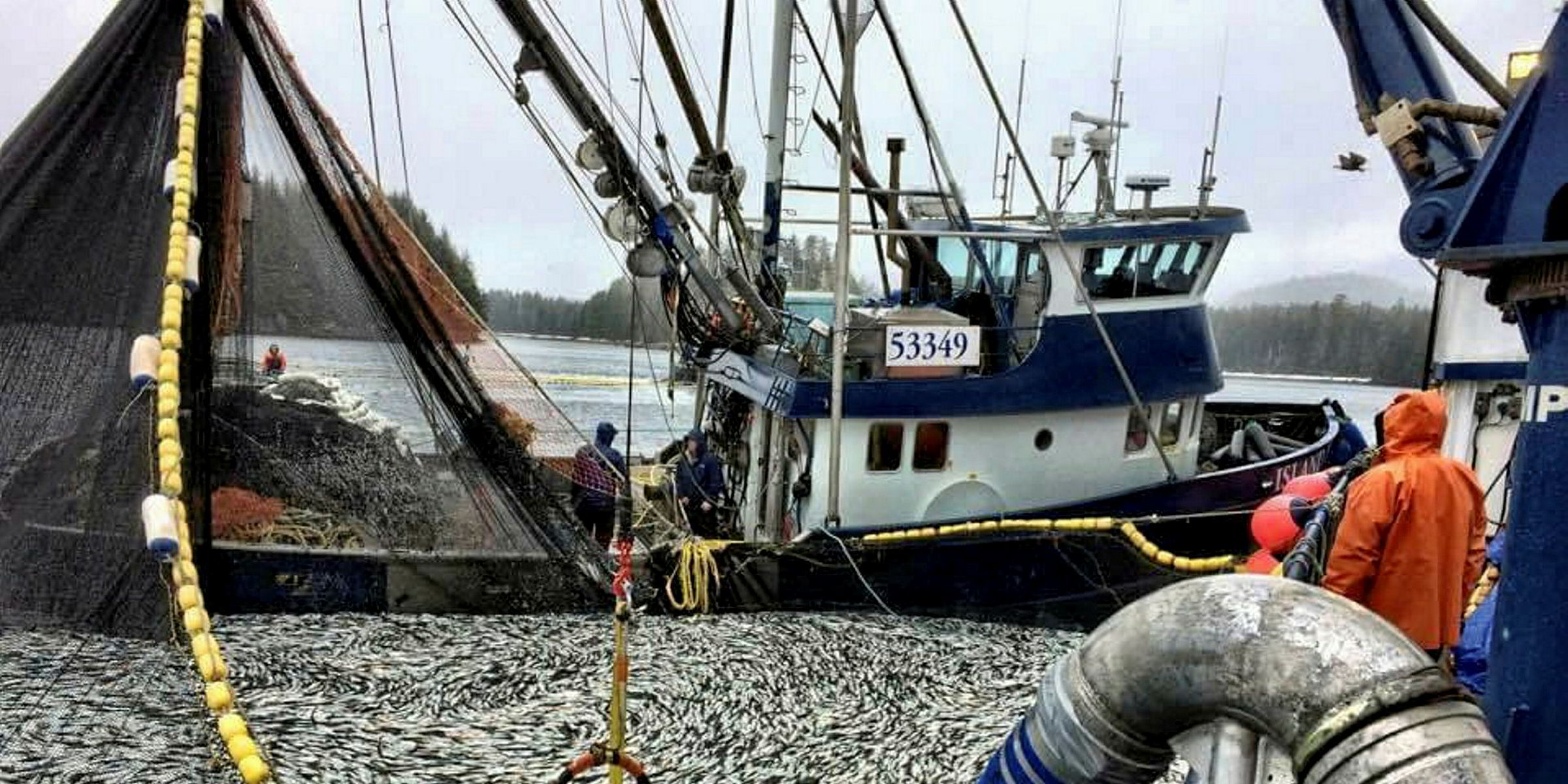 Alaska releases 2019 herring forecast