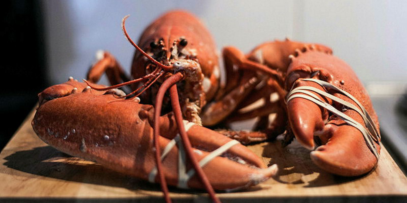 Louie the 132yearold lobster freed from restaurant tank Intrafish