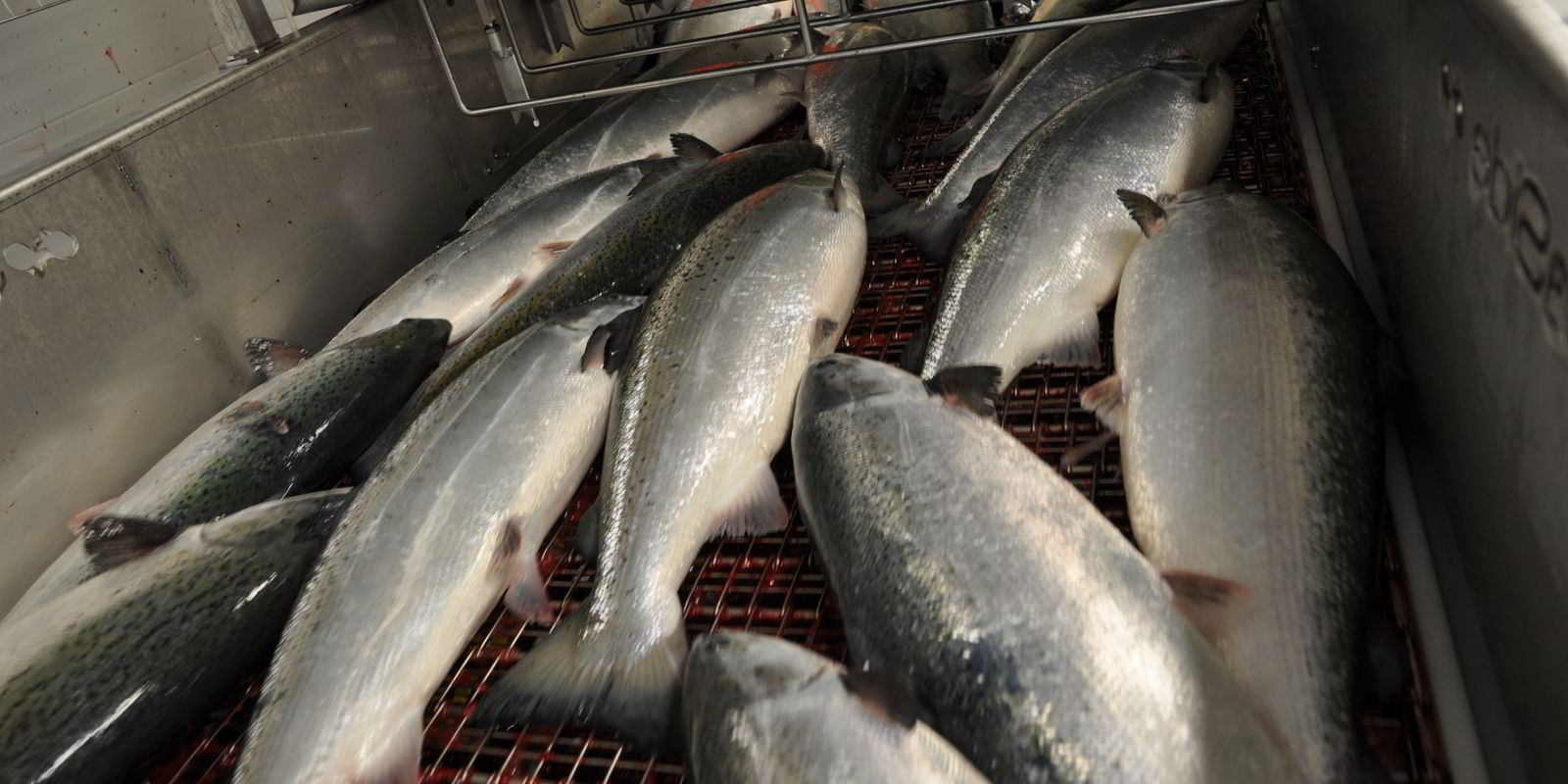 Fear For Total Salmon Embargo By Russia Intrafish
