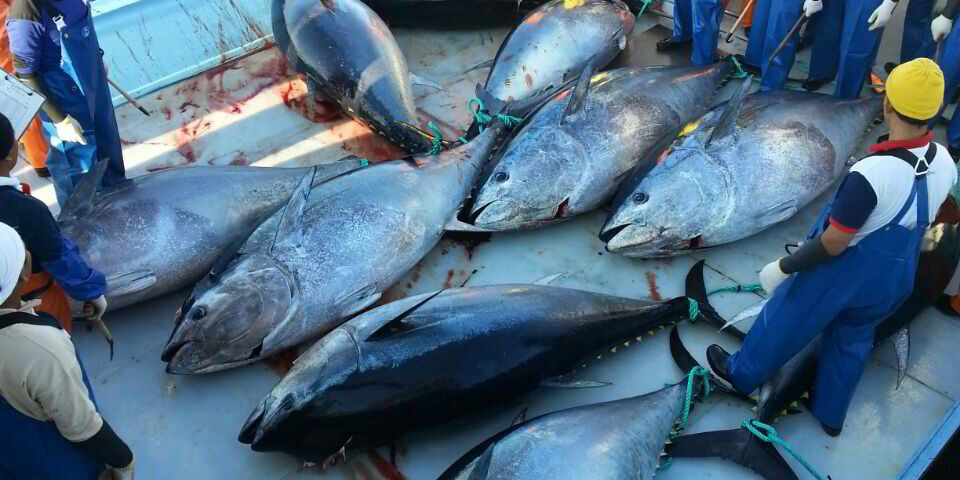 Japan Considers Catch Limits On Pacific Bluefin Intrafish