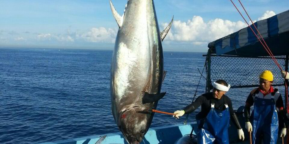 Australia S Southern Bluefin Tuna Season To Kick Off This Week Intrafish