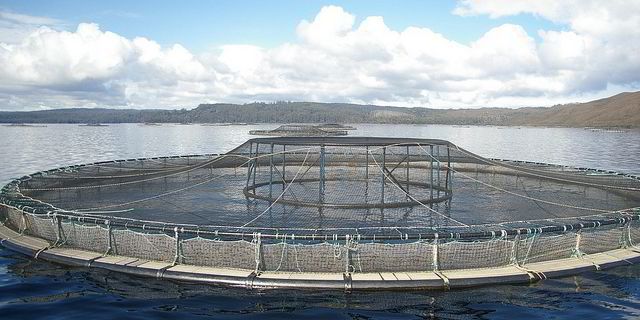 Study: Tasmanians worried about intensive fish farming | Intrafish