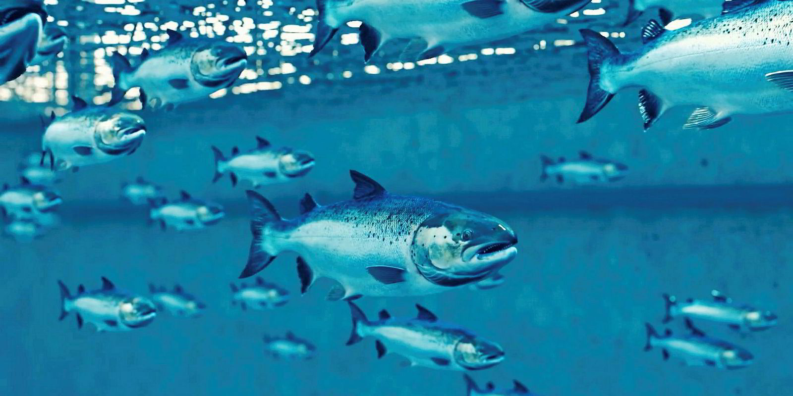 New Report! Land-based Salmon Farming: Aquaculture's New Disrupter ...