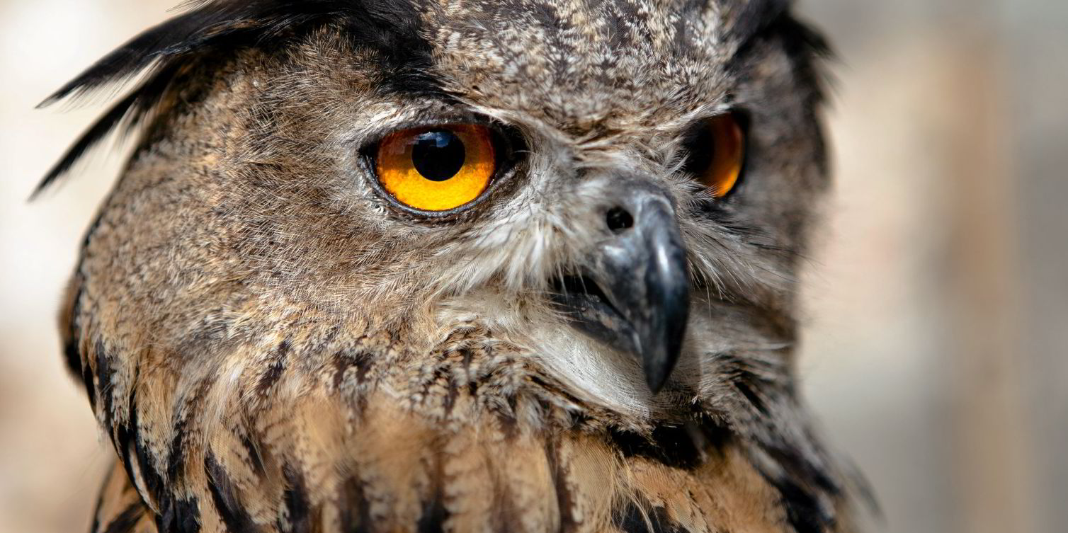 Wind turbine impacts on wildlife researchers bid to give true picture