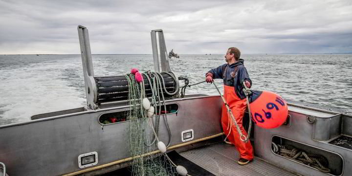 Alaska salmon LIVE UPDATES: Season underway in Bristol Bay - Vimarsana News