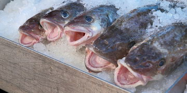 Russian longliners enter full MSC certification for Western Bering Sea ...