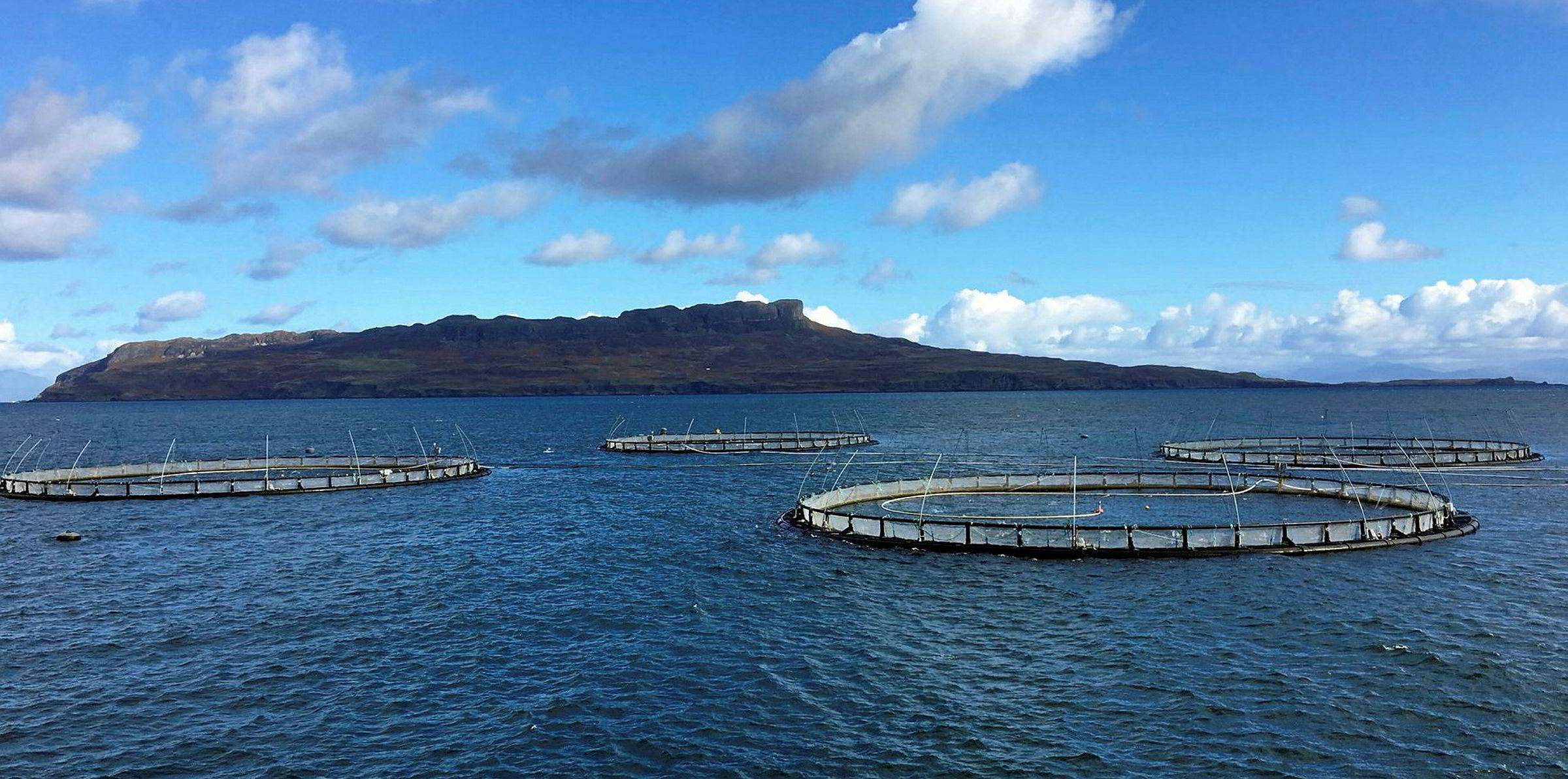 Shockingly huge' steelhead salmon escape fish farm, threatening