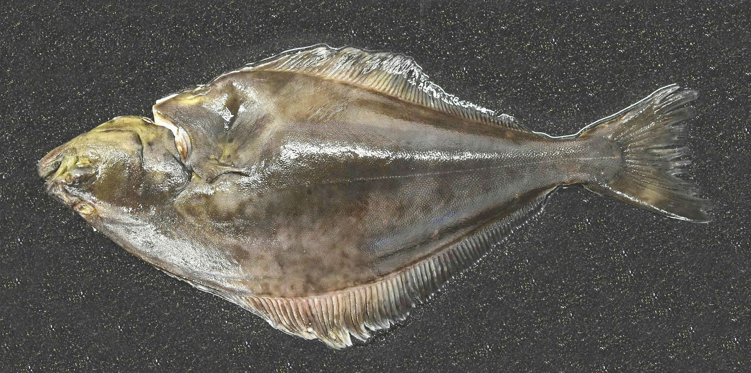 Direct Seafoods finds eager UK market for farmed halibut