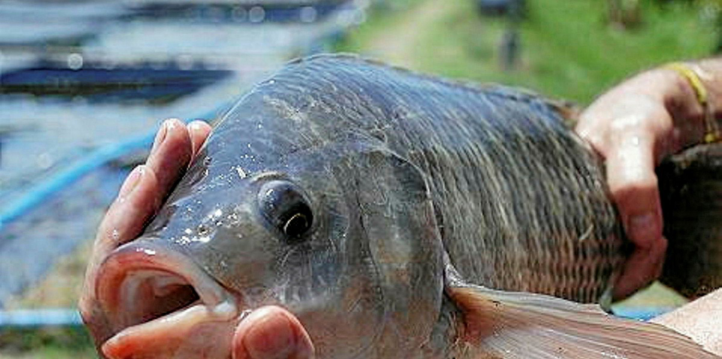 Peru lays foundations for landbased tilapia industry Intrafish