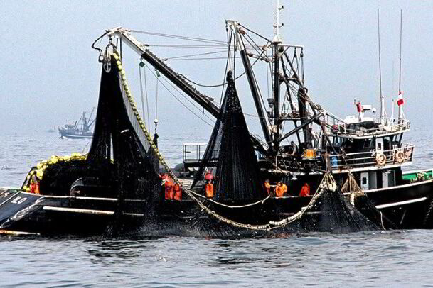 Can the world’s largest fishery land MSC certification? – intrafish.com