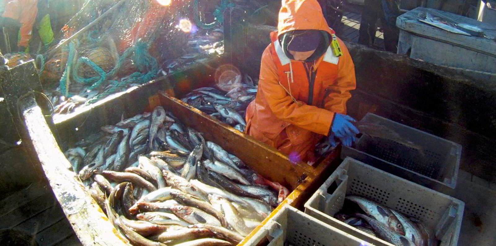 Significant increase in Alaska pollock quota gets greenlight, as Pacific cod gets cut