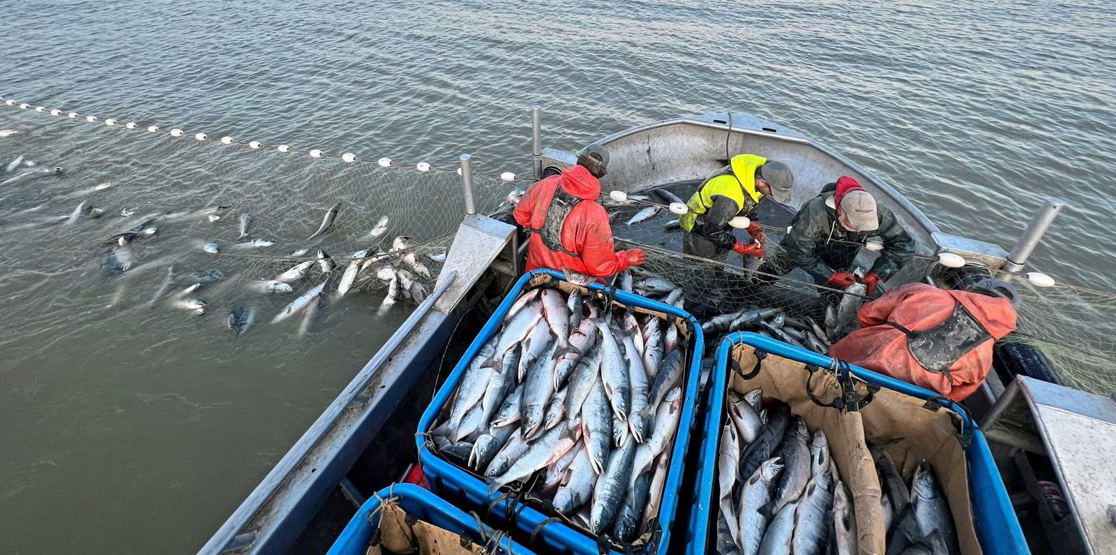 Sources Bristol Bay sockeye salmon harvest expected to drop sharply
