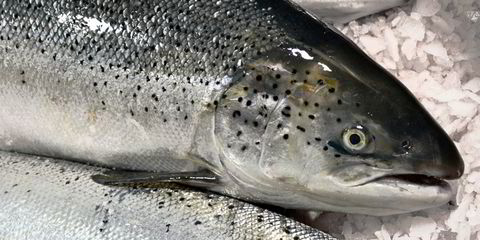 Seafood Media Group - Worldnews - Fish Pool Salmon Price Status