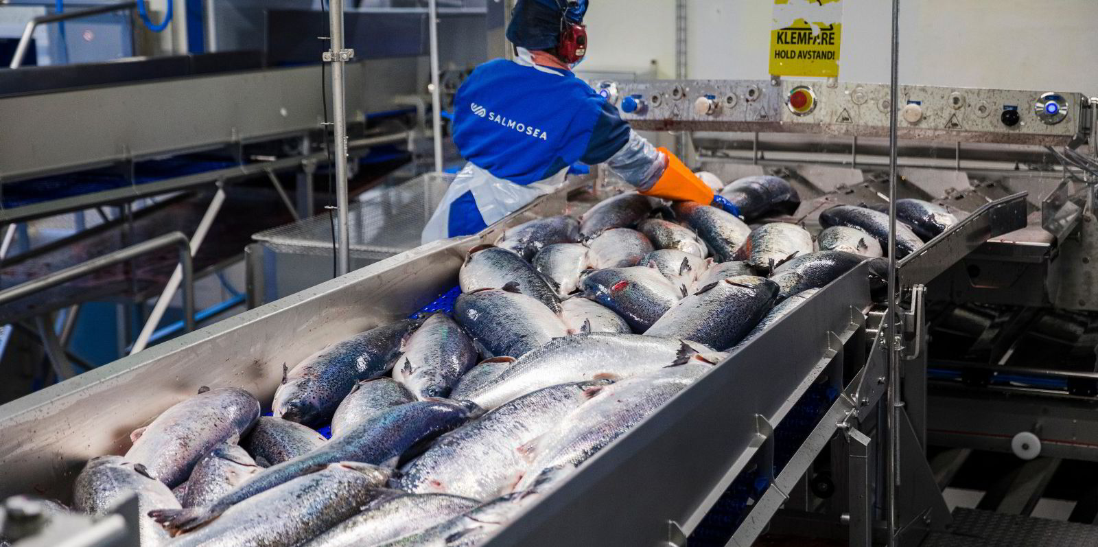 Norwegian farmed salmon prices drop despite reduced supply