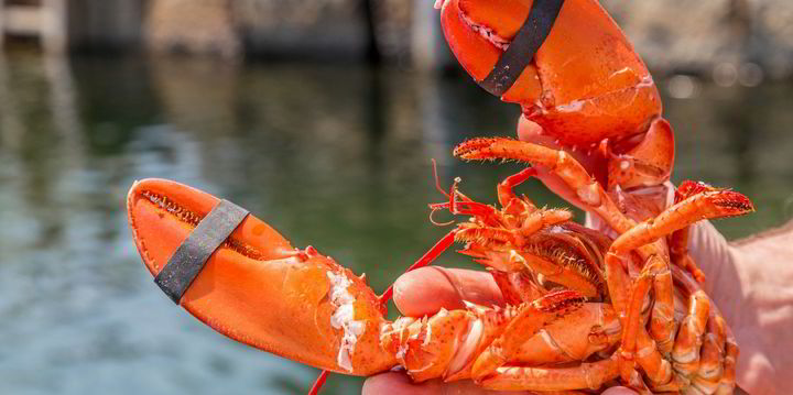 US shellfish wholesaler acquires two Maine lobster companies - Vimarsana News