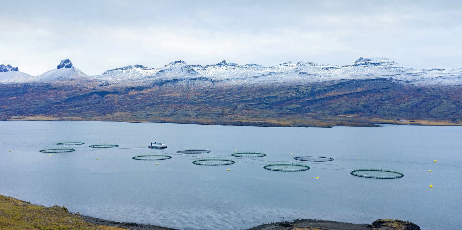 Iceland, Open-Net Fish Farms, and the Final Frontier for Wild Atlantic  Salmon - Patagonia Stories