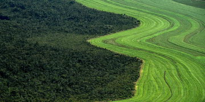 Carbon offsetting needs to scrub up its act to clean up our planet - Vimarsana News
