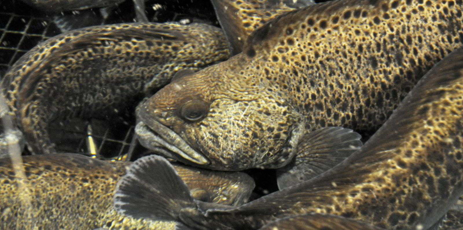 Fiskebåtreder med tru på steinbit-oppdrett | IntraFish.no