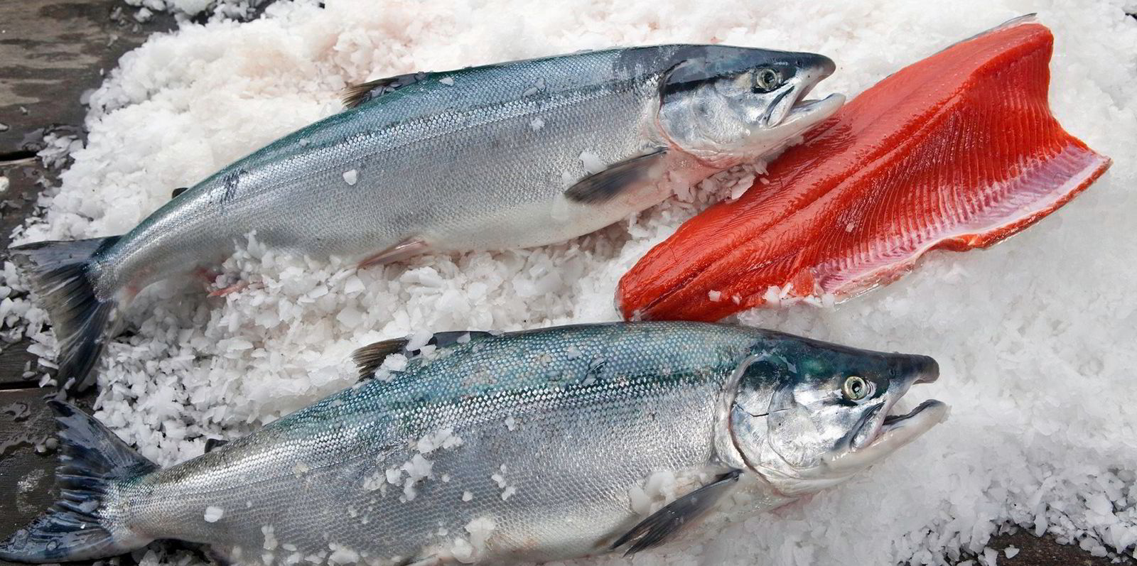 Copper River sockeye salmon prices drop, but remain skyhigh for kings