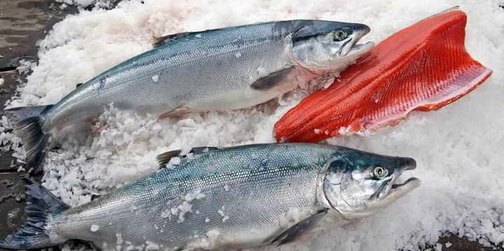 Copper River sockeye salmon prices drop, but remain sky-high for kings - Vimarsana News