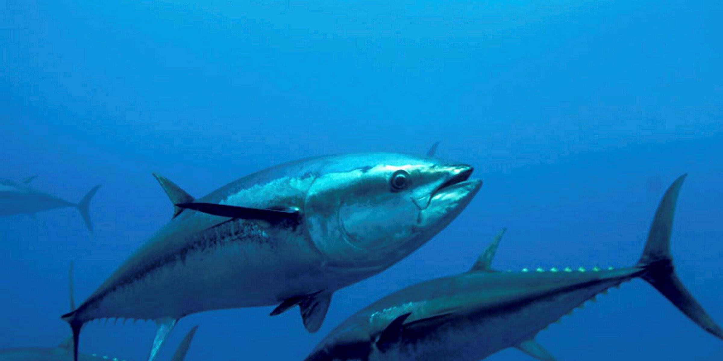 Japan to propose new bluefin tuna fishing rules at meeting