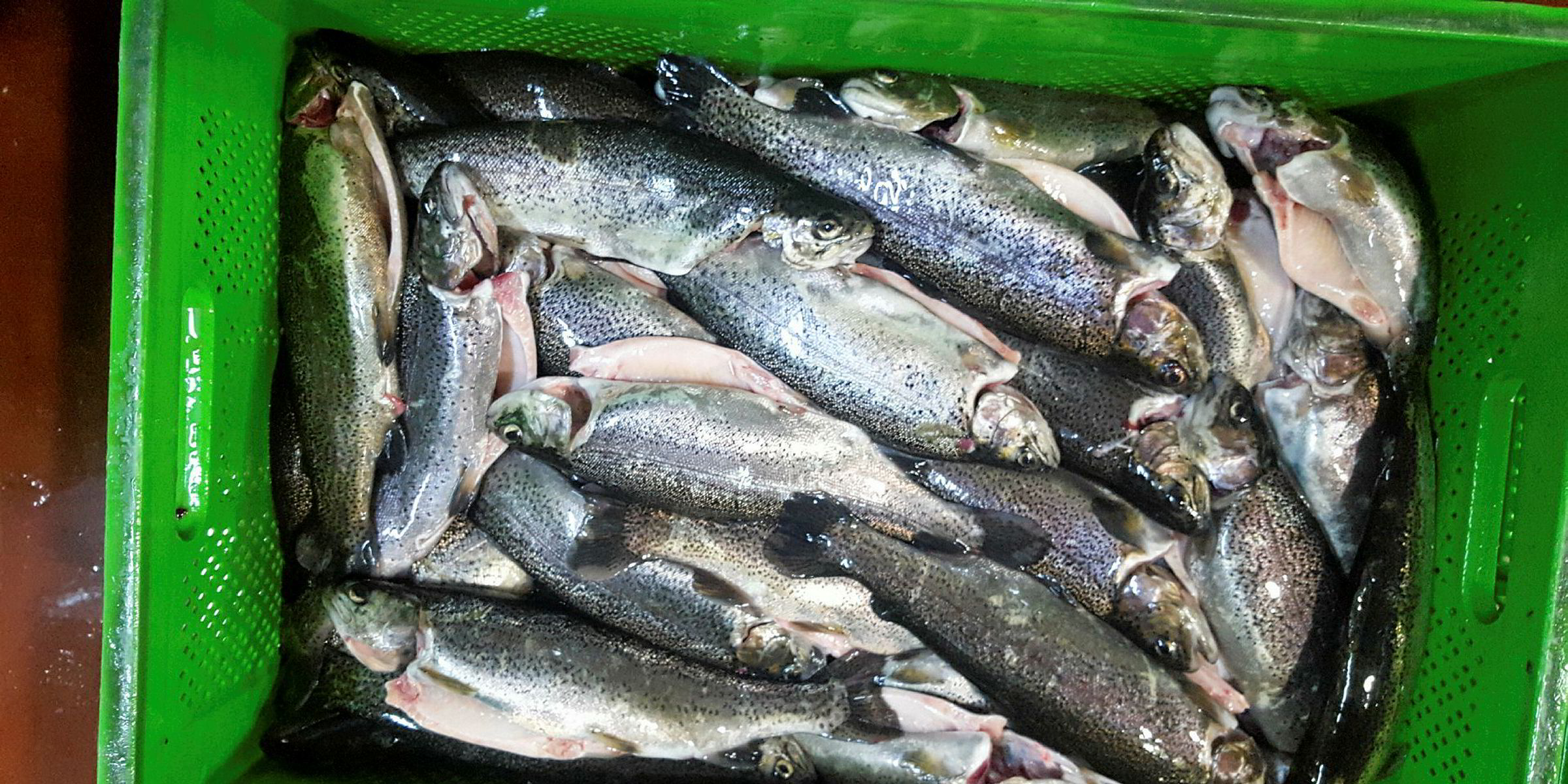 Bass and bream giant Kilic ramping up trout production | IntraFish.com