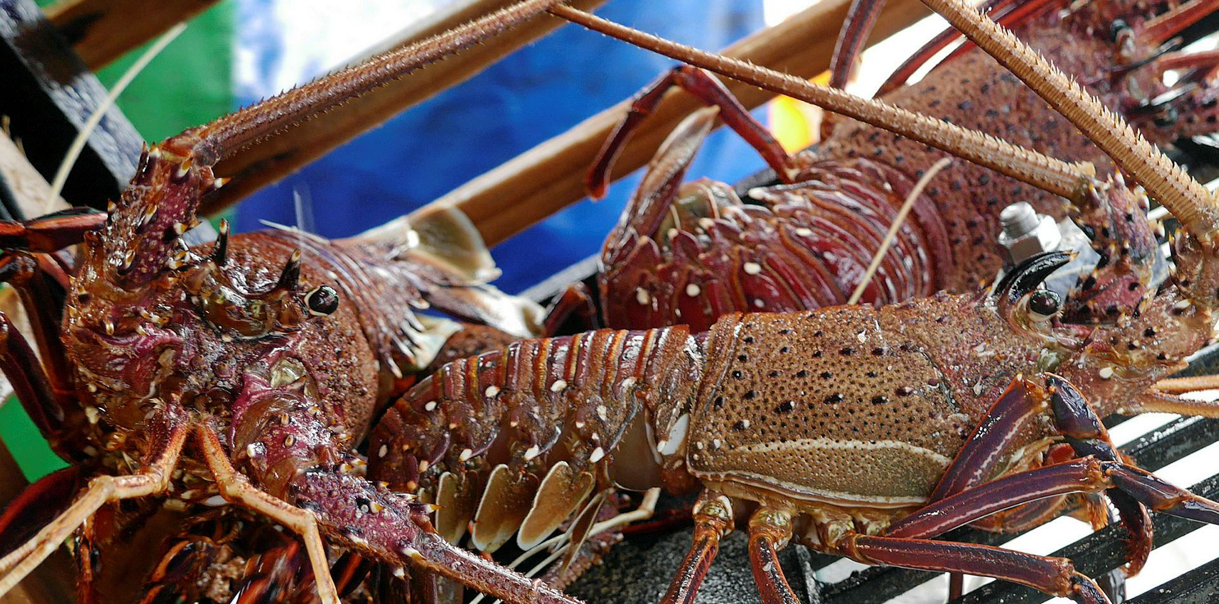 New Zealand seafood exports lose $20 million in a month in coronavirus ...